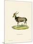 Nyala-null-Mounted Giclee Print