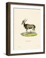 Nyala-null-Framed Giclee Print