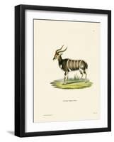 Nyala-null-Framed Giclee Print