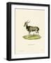 Nyala-null-Framed Giclee Print