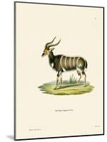 Nyala-null-Mounted Giclee Print