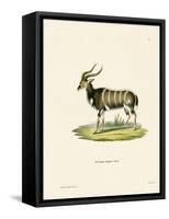 Nyala-null-Framed Stretched Canvas