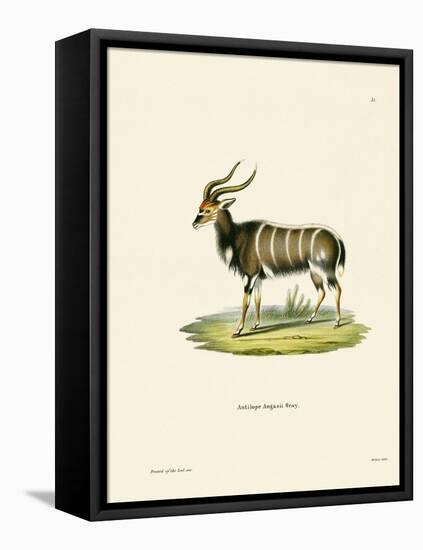 Nyala-null-Framed Stretched Canvas