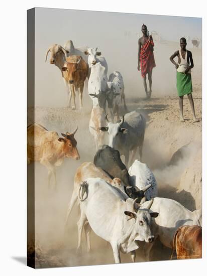 Nyangatom Herdsmen Leading Cattle over Arid Plain to Omo River, Omo River Valley, Ethiopia-Alison Jones-Stretched Canvas