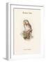 Nyctale Tengmali - Boreal Owl-John Gould-Framed Art Print