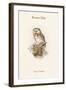 Nyctale Tengmali - Boreal Owl-John Gould-Framed Art Print