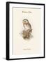 Nyctale Tengmali - Boreal Owl-John Gould-Framed Art Print