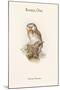 Nyctale Tengmali - Boreal Owl-John Gould-Mounted Art Print