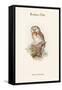 Nyctale Tengmali - Boreal Owl-John Gould-Framed Stretched Canvas