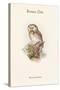 Nyctale Tengmali - Boreal Owl-John Gould-Stretched Canvas