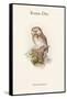 Nyctale Tengmali - Boreal Owl-John Gould-Framed Stretched Canvas