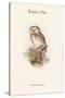 Nyctale Tengmali - Boreal Owl-John Gould-Stretched Canvas