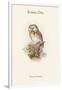 Nyctale Tengmali - Boreal Owl-John Gould-Framed Art Print