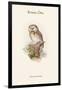 Nyctale Tengmali - Boreal Owl-John Gould-Framed Art Print