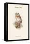 Nyctale Tengmali - Boreal Owl-John Gould-Framed Stretched Canvas