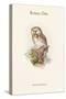 Nyctale Tengmali - Boreal Owl-John Gould-Stretched Canvas