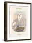 Nyctea Nivea - Snow Owl-John Gould-Framed Art Print