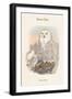 Nyctea Nivea - Snow Owl-John Gould-Framed Art Print