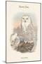 Nyctea Nivea - Snow Owl-John Gould-Mounted Art Print