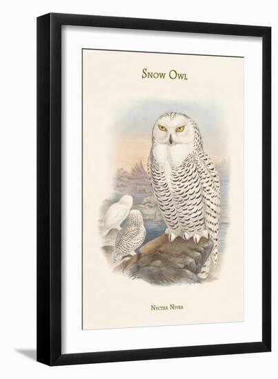 Nyctea Nivea - Snow Owl-John Gould-Framed Premium Giclee Print