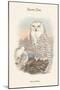 Nyctea Nivea - Snow Owl-John Gould-Mounted Premium Giclee Print