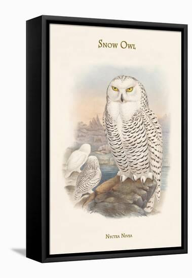 Nyctea Nivea - Snow Owl-John Gould-Framed Stretched Canvas