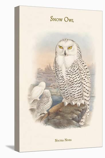 Nyctea Nivea - Snow Owl-John Gould-Stretched Canvas