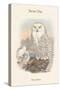 Nyctea Nivea - Snow Owl-John Gould-Stretched Canvas