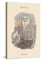 Nyctea Nivea - Snow Owl-John Gould-Stretched Canvas