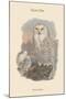 Nyctea Nivea - Snow Owl-John Gould-Mounted Art Print