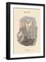 Nyctea Nivea - Snow Owl-John Gould-Framed Art Print