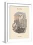 Nyctea Nivea - Snow Owl-John Gould-Framed Art Print