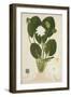 Nymphaea Lotus Linn, 1800-10-null-Framed Giclee Print