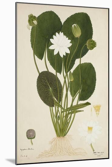 Nymphaea Lotus Linn, 1800-10-null-Mounted Giclee Print