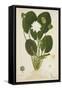 Nymphaea Lotus Linn, 1800-10-null-Framed Stretched Canvas