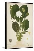 Nymphaea Lotus Linn, 1800-10-null-Framed Stretched Canvas