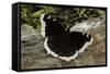Nymphalis Antiopa (Mourning Cloak Butterfly, Camberwell Beauty)-Paul Starosta-Framed Stretched Canvas