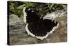Nymphalis Antiopa (Mourning Cloak Butterfly, Camberwell Beauty)-Paul Starosta-Stretched Canvas