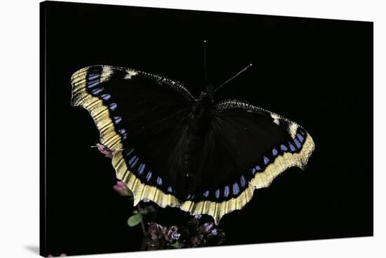 Nymphalis Antiopa (Mourning Cloak Butterfly, Camberwell Beauty)-Paul Starosta-Stretched Canvas