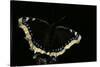 Nymphalis Antiopa (Mourning Cloak Butterfly, Camberwell Beauty)-Paul Starosta-Stretched Canvas