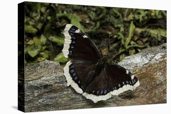 Nymphalis Antiopa (Mourning Cloak Butterfly, Camberwell Beauty)-Paul Starosta-Stretched Canvas