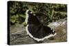 Nymphalis Antiopa (Mourning Cloak Butterfly, Camberwell Beauty)-Paul Starosta-Stretched Canvas