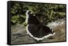 Nymphalis Antiopa (Mourning Cloak Butterfly, Camberwell Beauty)-Paul Starosta-Framed Stretched Canvas