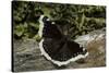 Nymphalis Antiopa (Mourning Cloak Butterfly, Camberwell Beauty)-Paul Starosta-Stretched Canvas