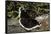 Nymphalis Antiopa (Mourning Cloak Butterfly, Camberwell Beauty)-Paul Starosta-Framed Stretched Canvas