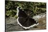 Nymphalis Antiopa (Mourning Cloak Butterfly, Camberwell Beauty)-Paul Starosta-Stretched Canvas