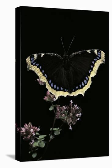 Nymphalis Antiopa (Mourning Cloak Butterfly, Camberwell Beauty)-Paul Starosta-Stretched Canvas