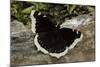 Nymphalis Antiopa (Mourning Cloak Butterfly, Camberwell Beauty)-Paul Starosta-Mounted Photographic Print