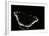 Nymphalis Antiopa (Mourning Cloak Butterfly, Camberwell Beauty)-Paul Starosta-Framed Photographic Print