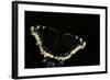 Nymphalis Antiopa (Mourning Cloak Butterfly, Camberwell Beauty)-Paul Starosta-Framed Photographic Print